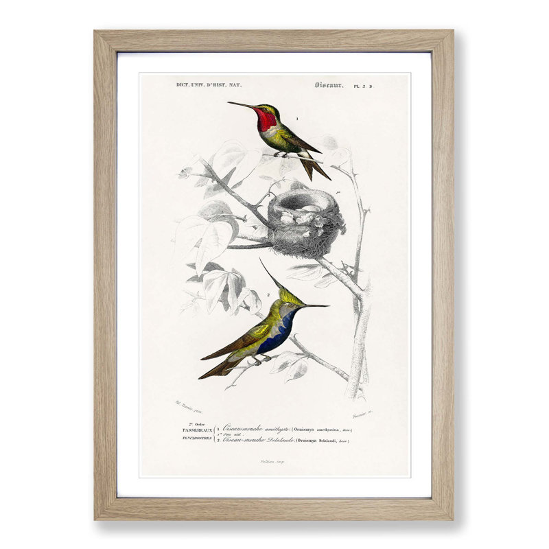 Bird Illustrations PL. 5D by Charles D' Orbigny - Single Picture Frame Painting, Oak Framed, 45cm H x 33cm W x 2cm D