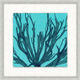 Heliopora Coerulea 6 Print