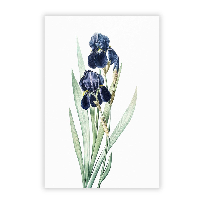 German Iris Flowers by Pierre-Joseph Redoute - No Frame Painting, 42 cm H x 29.7 cm W