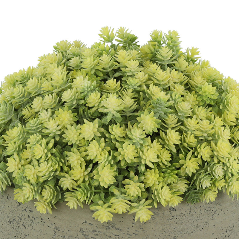 Sedum Arrangement in Fiberstone Pot, 11" H x 11" W x 11" D