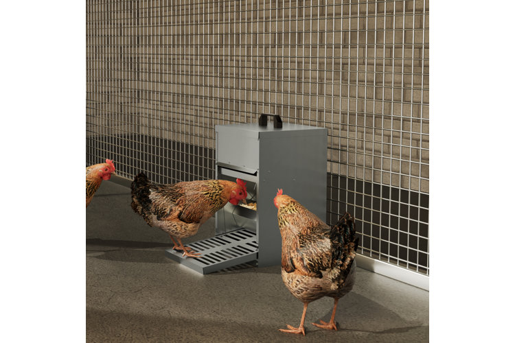 two chickens eating out of a chicken feeder