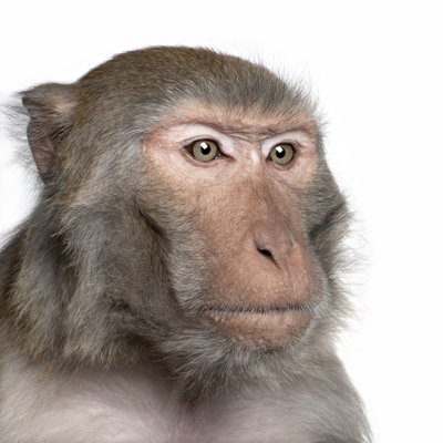 " Rhesus Macaque " by Globalp
