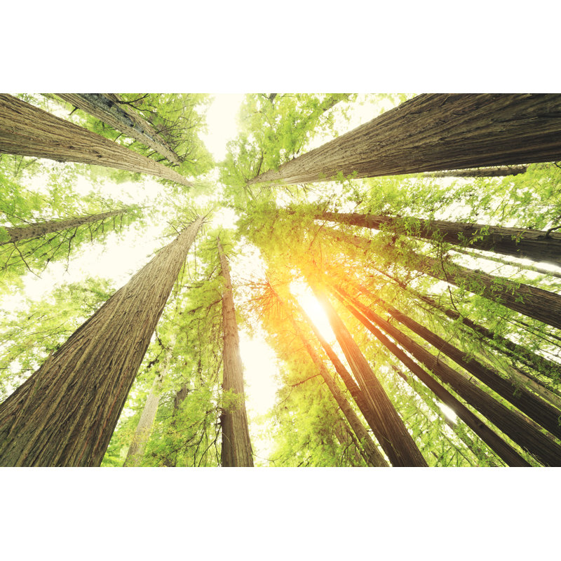 Redwood National Park par Pawel Gaul, H 20 po x l 30 po