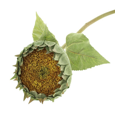 Sunflower Arrangement