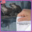 Housse de couette Beavers Bedding Animals Rustic-122471826
