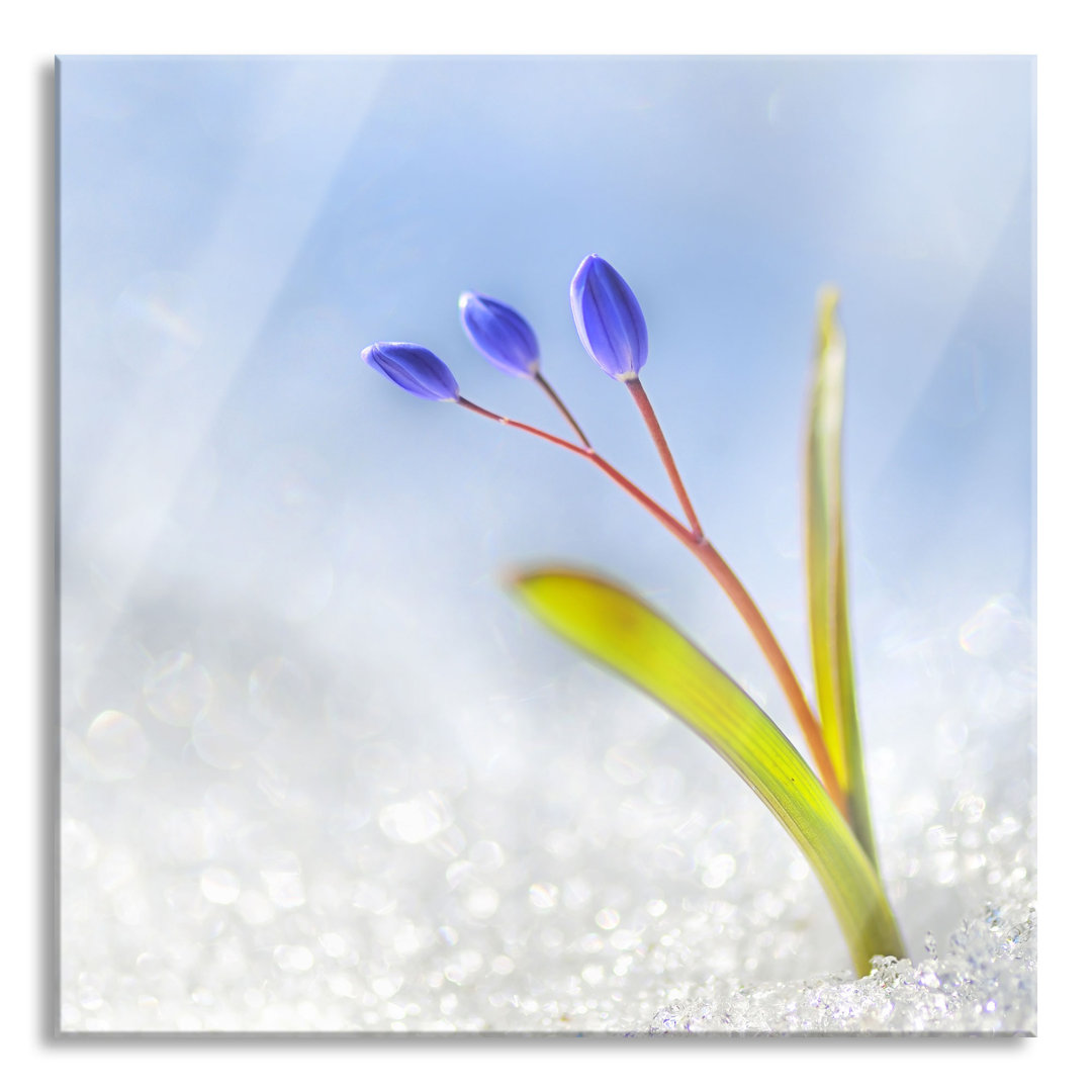 Glasbild Blaue Knospen im Schnee