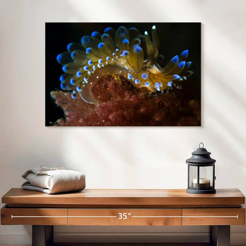 Crowle Crested Aeolis Sea Slug, 16" H x 24" W