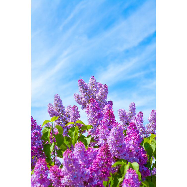 Lilac Bush - Wrapped Canvas Print