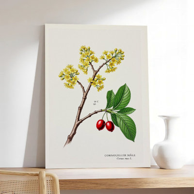 Canvas Wall Art Cornus Mas Cornelian Cherry Tree Vintage Botanical Wall Art Print Vintage Poster Print Home Decor