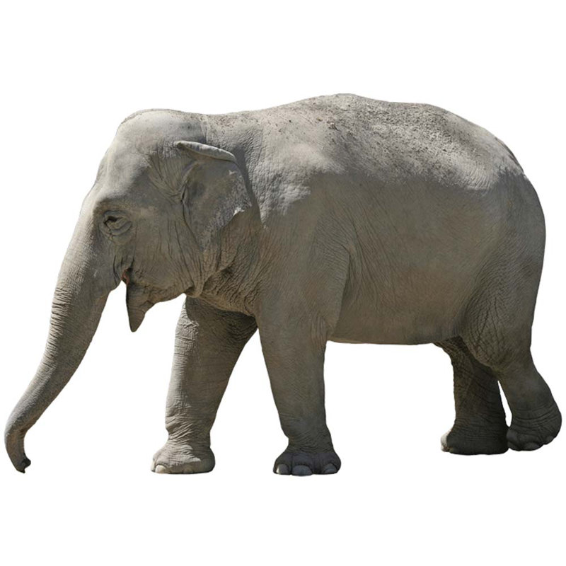 Animals Non-Wall Damaging Wall Decal, 24" H x 36" W