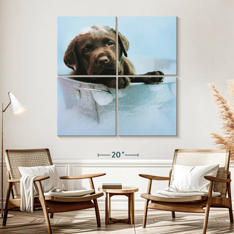 Brampt Beau le chien