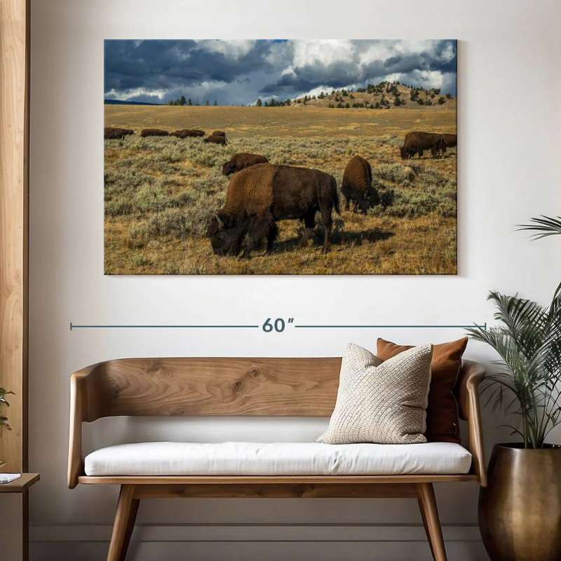 Yellowstone Bison