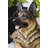 Lying German Shepherd