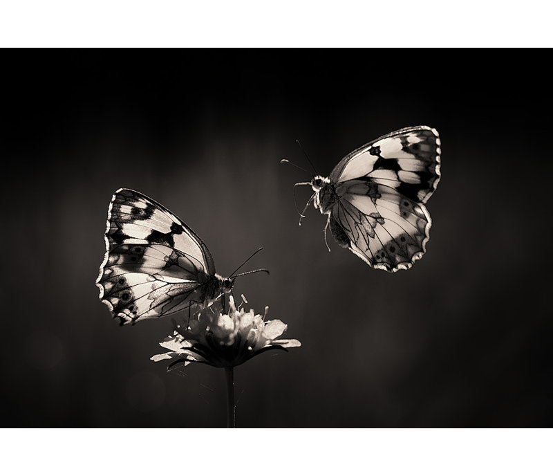 Wrapped Canvas Print, 76.2 cm H x 50.8 cm W