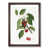 Walnut Framed