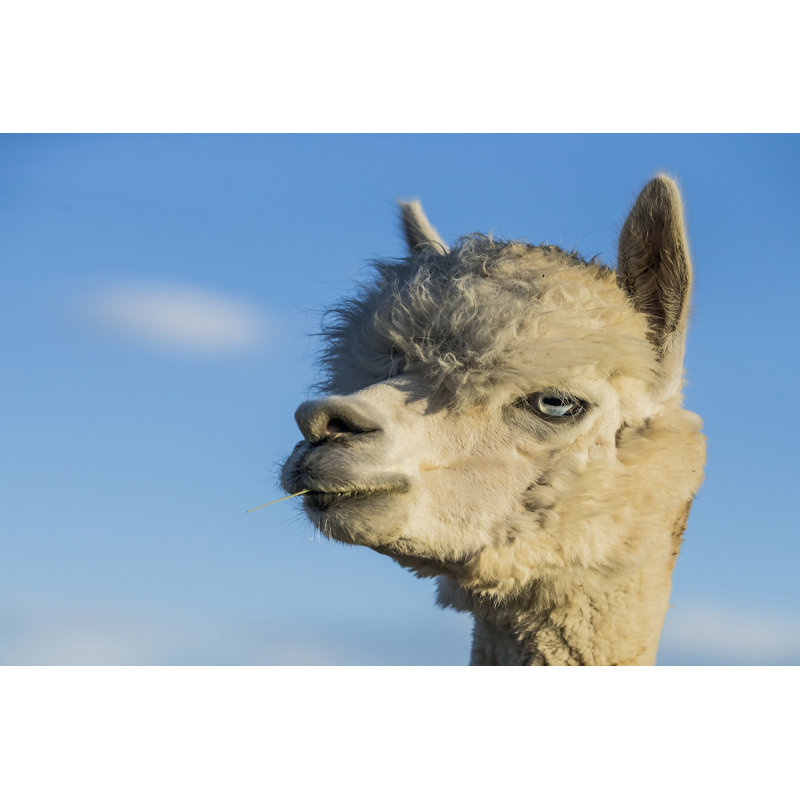 Alpaca Portrait VII by Tyler Stockton - No Frame Print on Canvas, 81cm H x 122cm W x 3.8cm D