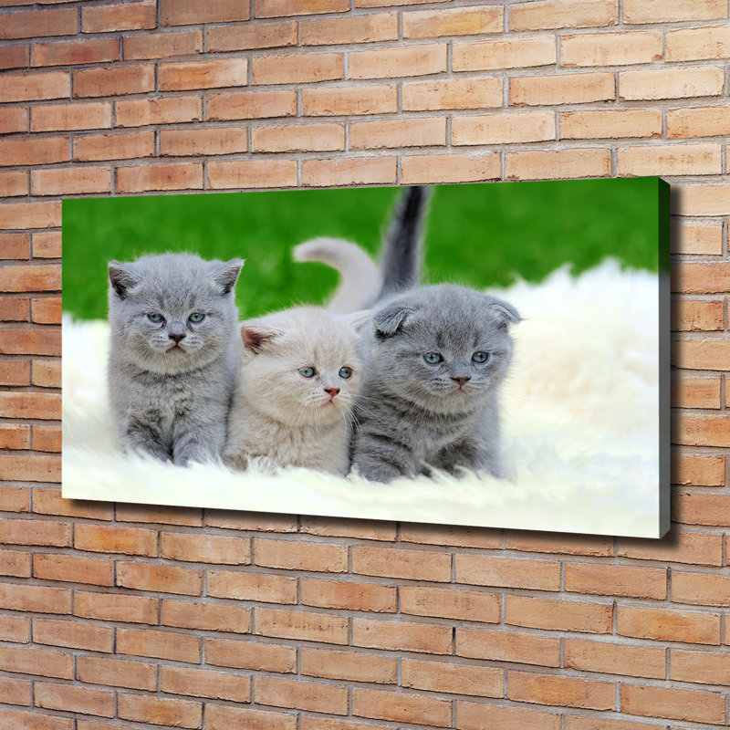 Three Cats On A Blanket - Wrapped Canvas Print