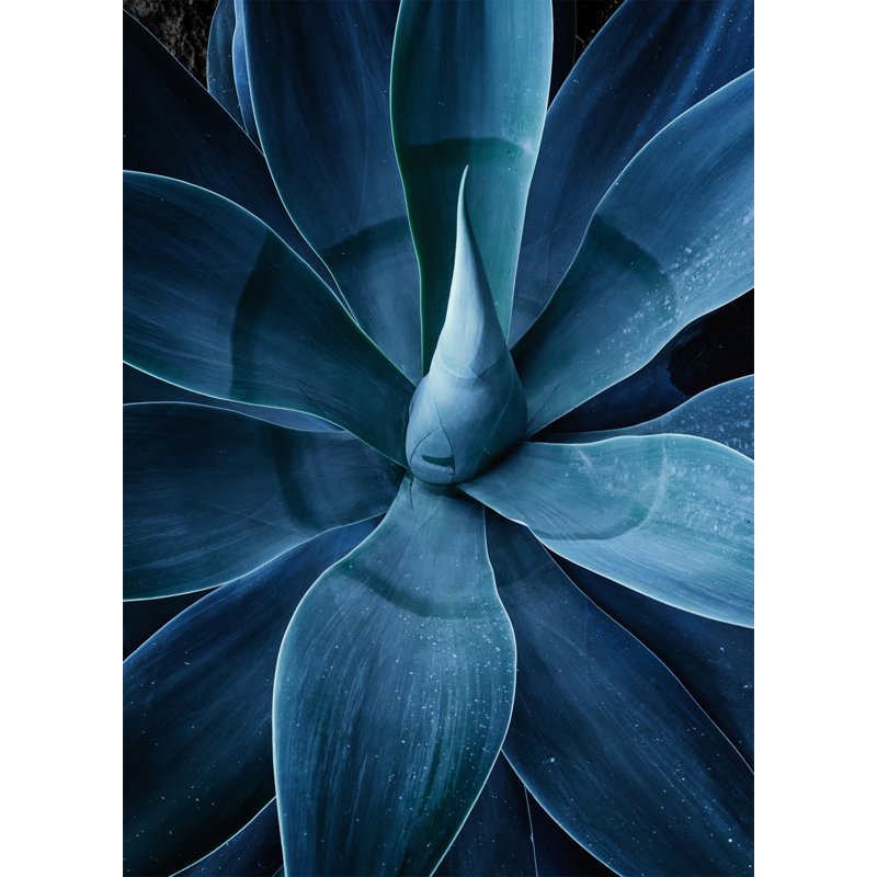 Shadow Agave Acrylic 3 Print by Christopher Kennedy