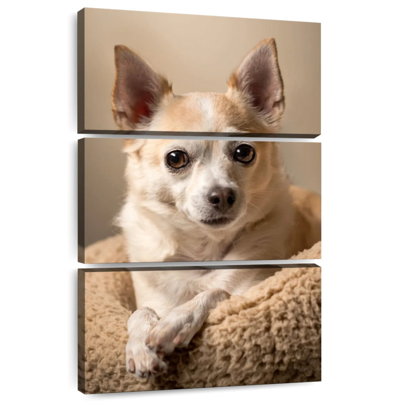 Ronce de chihuahua I, H 38 po x l 24 po
