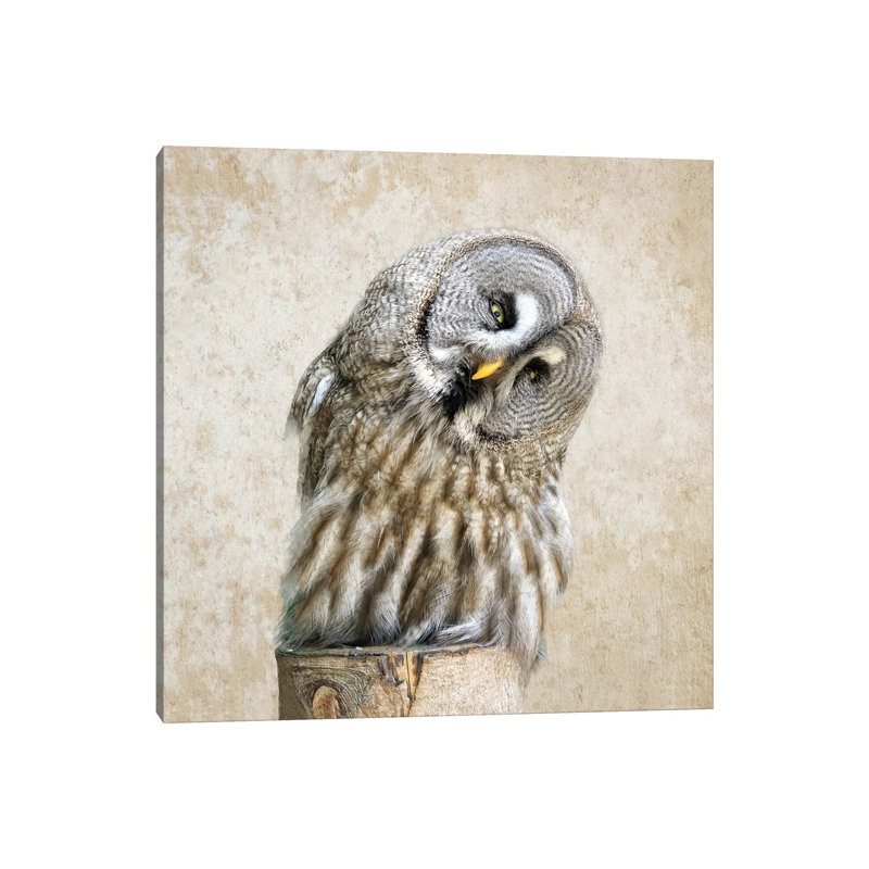 Barred Owl - Wrapped Canvas Print, 93.98cm H x 93.98cm W