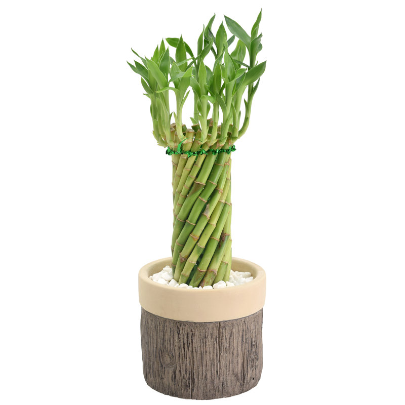 Tornado Lucky Bamboo in Beige Ceramic Planter