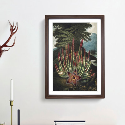 Stapelia Plant by R.J. Thornton - Framed Print