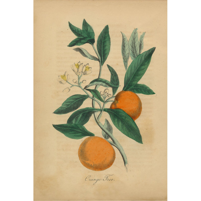 «Azana Orange Tree Victorian Illustration», impression sur toile tendue, H 18 po x l 12 po