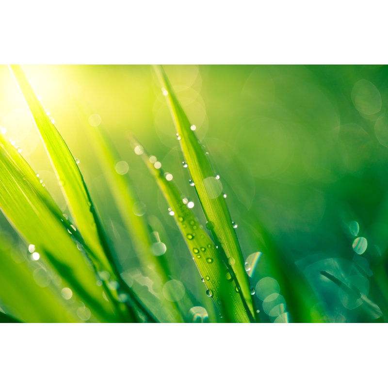 Herbe fraîche printanière avec gouttes de pluie par Jasmina007, H 20 po x l 30 po