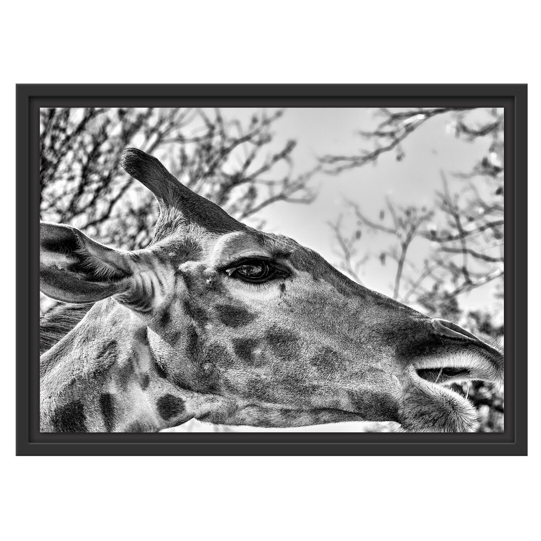 Gerahmtes Wandbild anmutige Giraffe isst