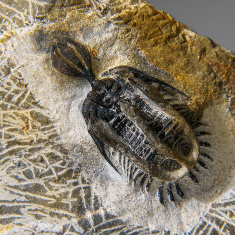 Psychopyge Trilobite On Matrix From Morocco (402.9 Grams)