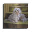 «Maltese» par Barbara Keith-1028036168