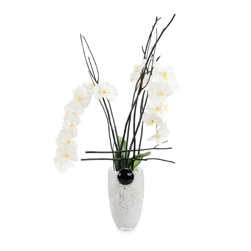 Minuit Phals