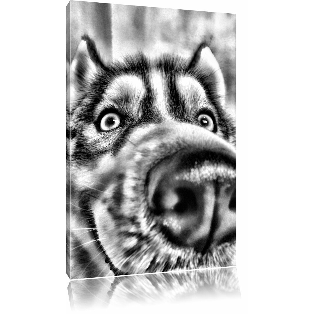 Leinwandbild Glücklicher Husky in Monochrom