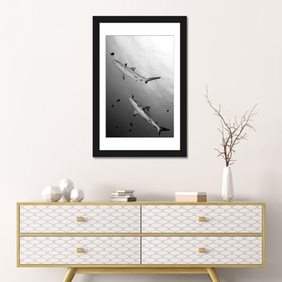 " Gray Reef Sharks Papua New Guinea " by Steve Jones