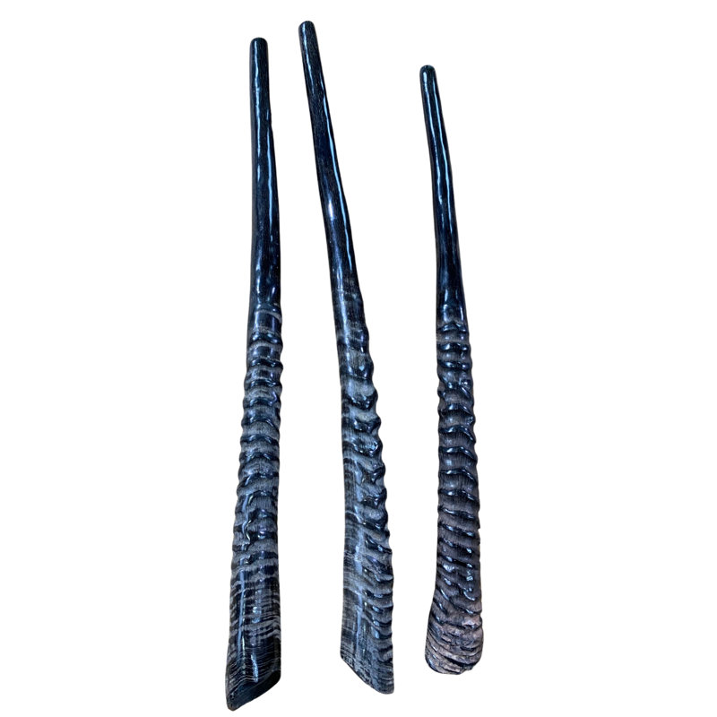 Corne Gemsbok Yéménite Shofar