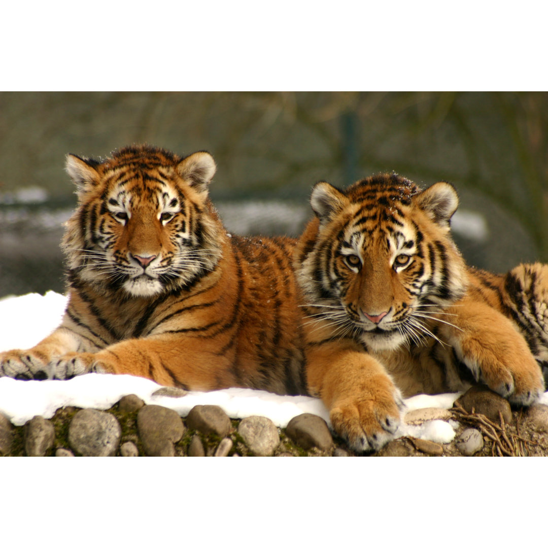 Tiger Cubs von Nullplus - Kunstdrucke auf Leinwand