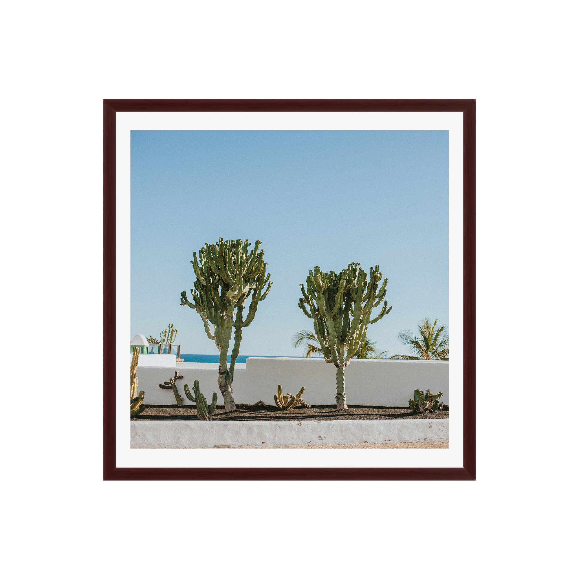 Hello Twiggs Three Cactus by Claudia Casal, No, 12" H x 12" W x 2" D, Mahogany Floater Framed