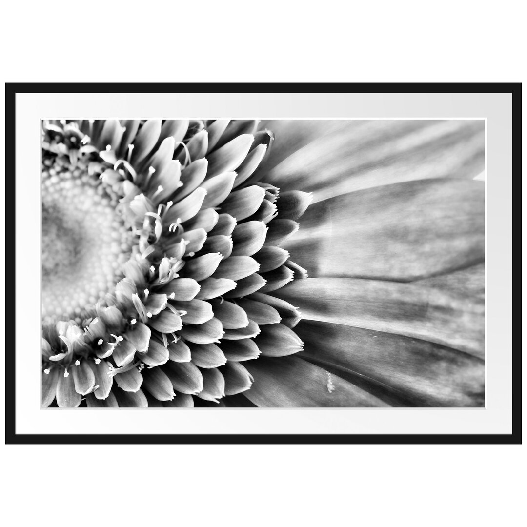 Gerahmtes Poster Wunderschöne Gerbera Blüte