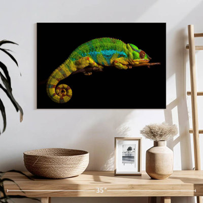 Sleeping Panther Chameleon