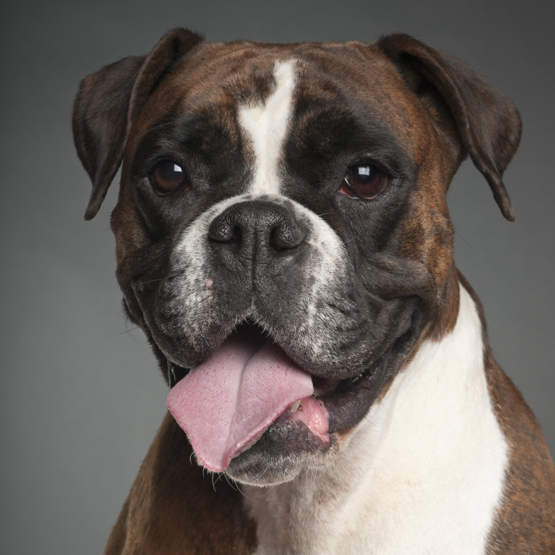 Boxer par Globalp - Photographie sur toile tendue, H 20 po x l 20 po x P 1,25 po