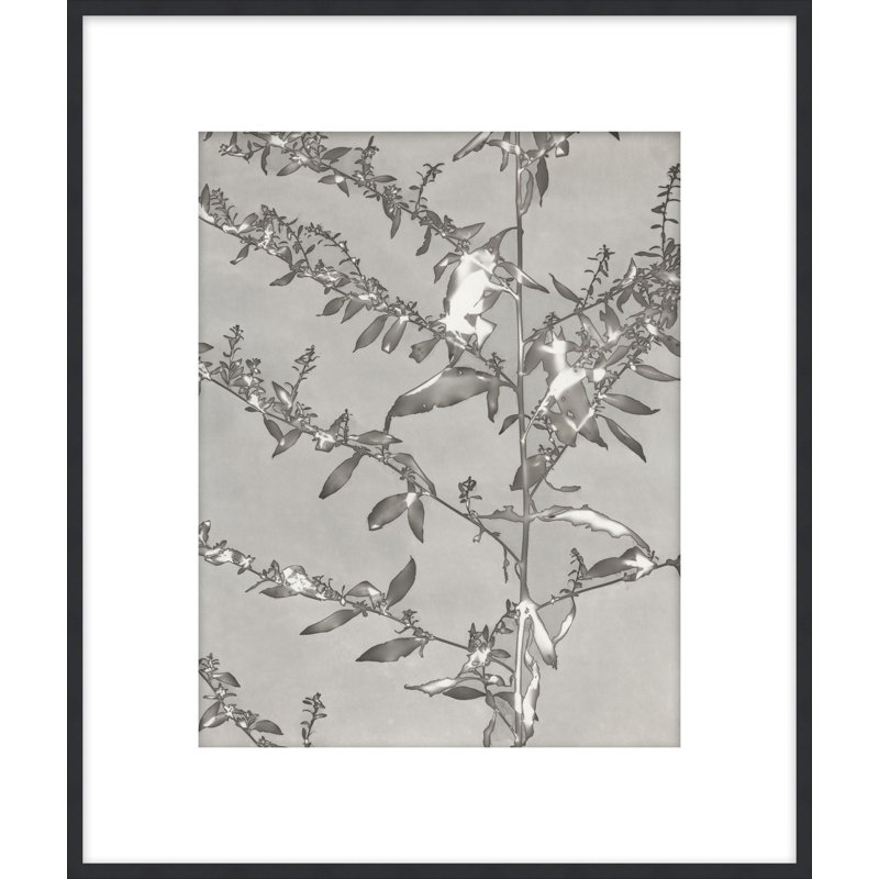 Lucent Botanicals 4 Print by Darrell Kincer, 28.5" H x 25.5" W