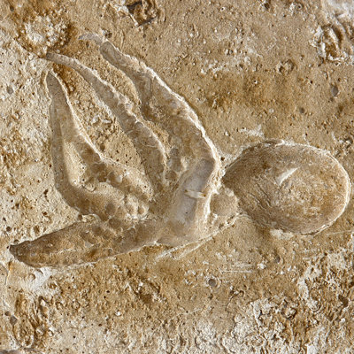 Tuile carrée d’impression médaillone avec bords carrés en ciment 6 po x 6 po squid SeaStone