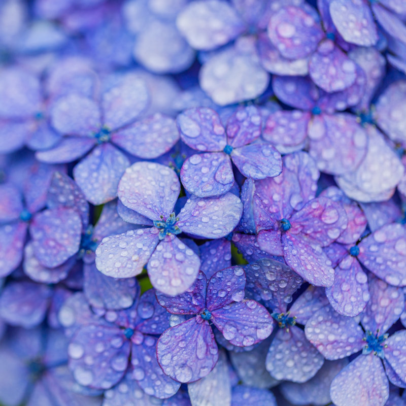 Purple Hydrangea - Wrapped Canvas Print, 30cm H x 46cm W x 3.8cm D