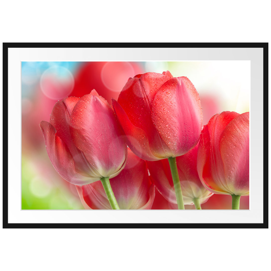 Gerahmtes Poster Rote Tulpen