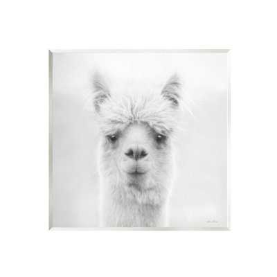 Alpaga, portrait d'un animal de ferme - photographie