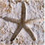6" x 6" Cement Star Fish Fossil Impression Medallion Tile in Buff