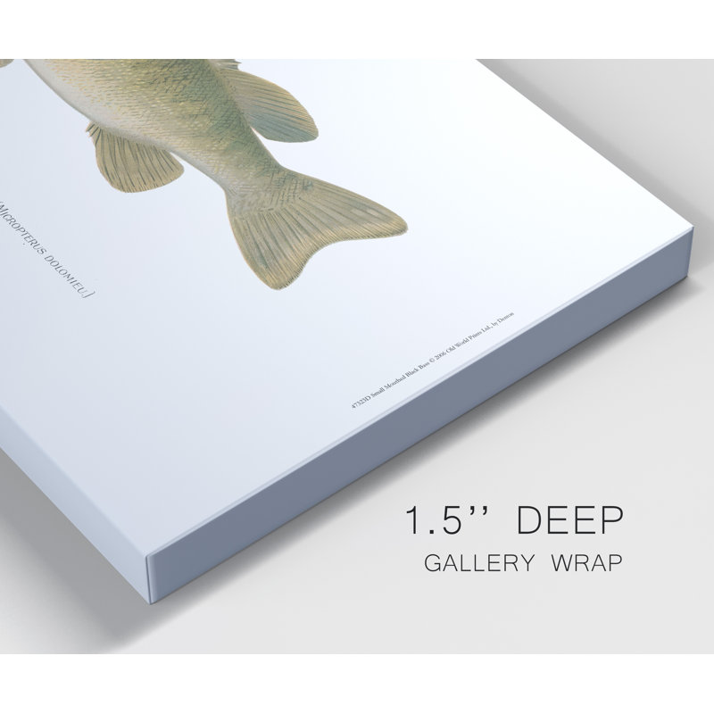 « Small-Mouthdown Black Bass »-impression sur toile tendue, H 48 po x l 32 po x P 1 po