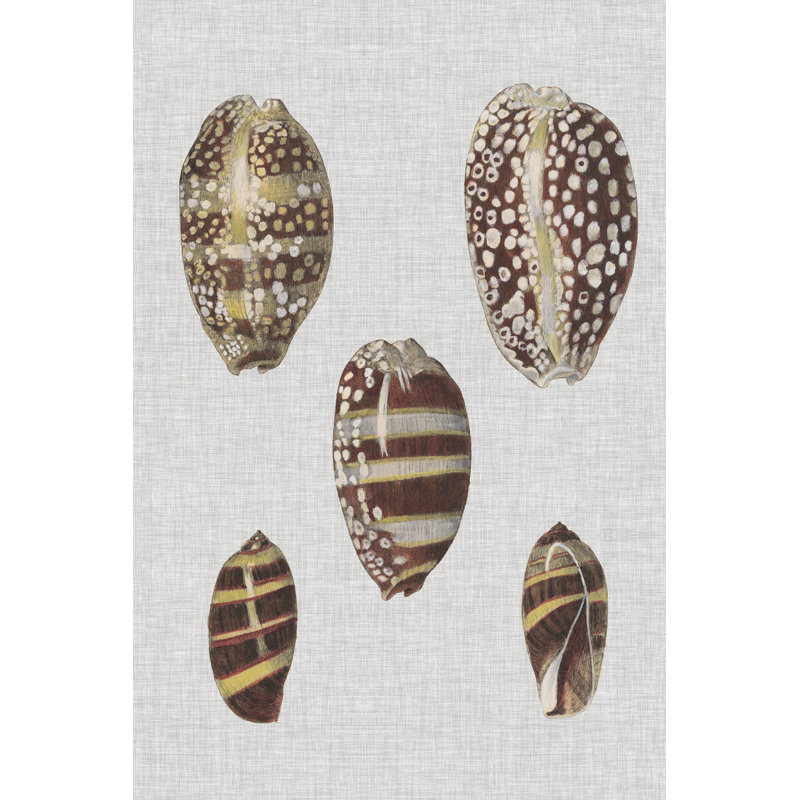 Shell Display II by Denis Diderot - Print on Canvas, 30cm H x 20cm W, Black Floater Framed