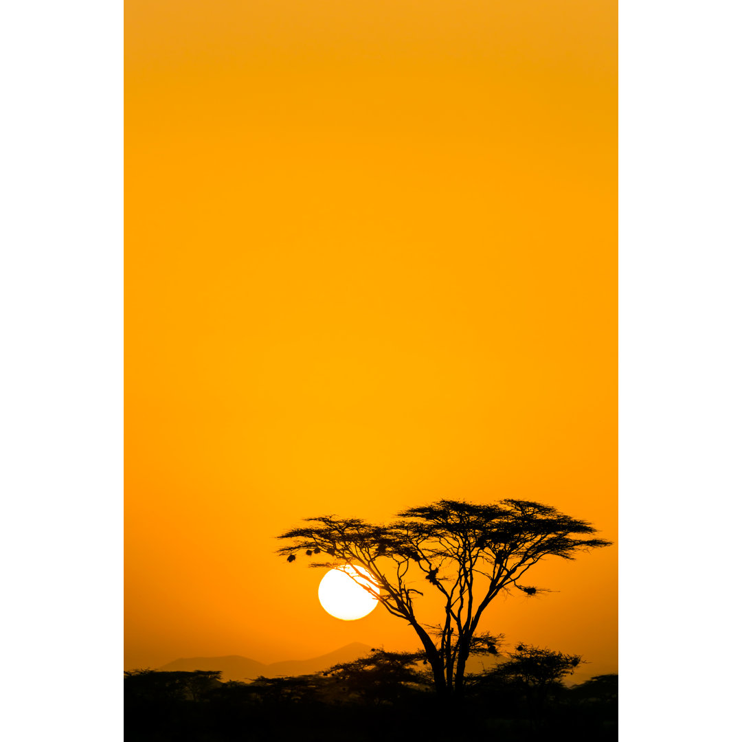 Akazienbäume bei dramatischem Sonnenaufgang von 1001slide - Kunstdrucke