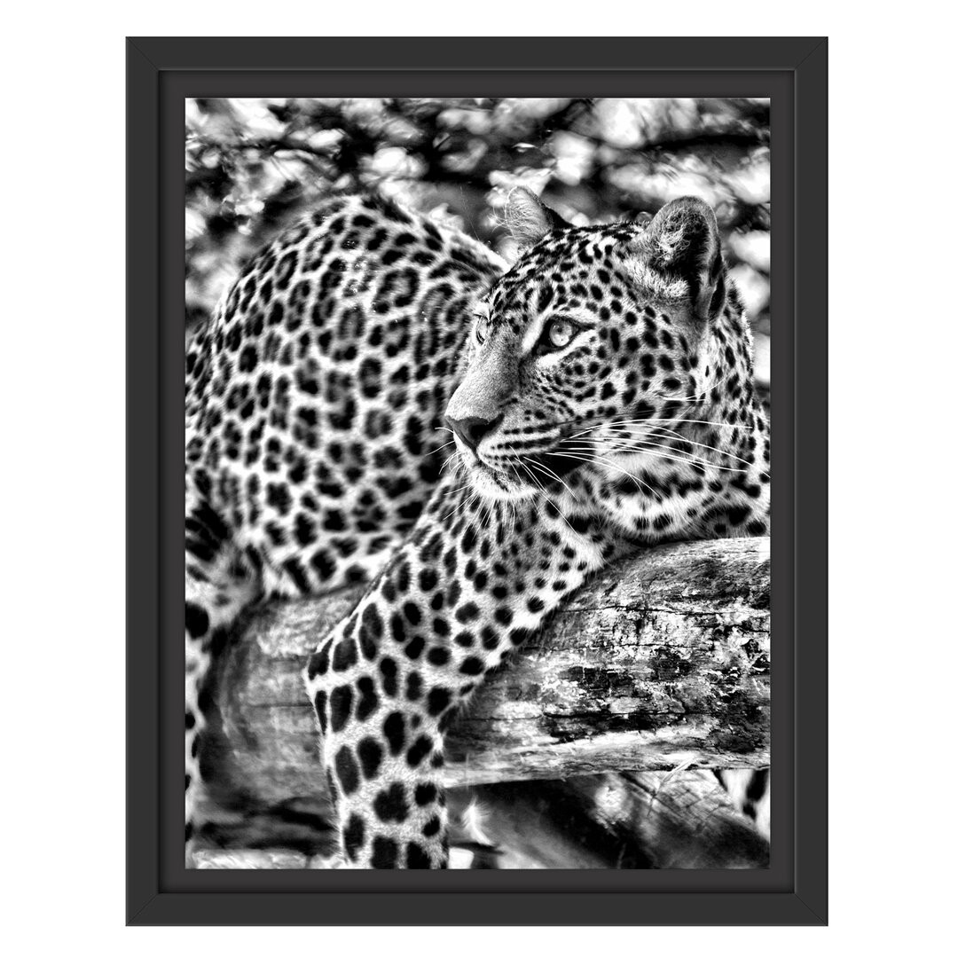 Gerahmtes Wandbild Leopard auf Ast